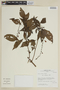 Salvia florida Benth., PERU, F