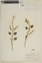 Salvia formosa L'Hér., PERU, F