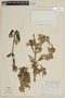 Salvia formosa L'Hér., PERU, F