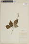 Salvia fruticetorum Benth., BRAZIL, F