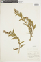 Salvia gilliesii Benth., BOLIVIA, F