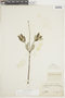 Salvia humboldtiana F. Dietr., ECUADOR, F
