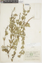 Salvia humboldtiana F. Dietr., ECUADOR, F