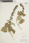 Salvia indigocephala (Epling) Ramamoorthy, PERU, F