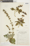 Salvia indigocephala (Epling) Ramamoorthy, PERU, F