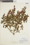 Salvia itatiaiensis Dusén, BRAZIL, F