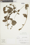 Salvia lasiocephala Hook. & Arn., COLOMBIA, F