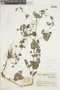 Salvia lasiocephala Hook. & Arn., COLOMBIA, F