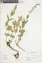 Salvia nervosa Benth., ARGENTINA, F