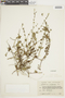 Salvia occidentalis Sw., ECUADOR, F