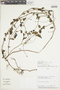 Salvia occidentalis Sw., PERU, F