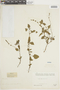 Salvia occidentalis Sw., PERU, F