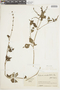 Salvia occidentalis Sw., COLOMBIA, F