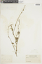 Salvia occidentalis Sw., COLOMBIA, F