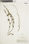 Salvia occidentalis Sw., ECUADOR, F