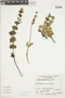 Salvia ochrantha Epling, Peru, S. Llatas Quiroz 892, F