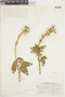 Salvia ochrantha Epling, Peru, H. E. Stork 10203, F