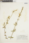 Salvia oppositiflora Ruíz & Pav., PERU, F