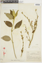 Salvia sprucei Briq., ECUADOR, F