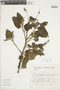 Salvia squalens Kunth, PERU, F