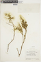 Salvia squalens Kunth, ECUADOR, F