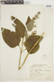 Salvia stachydifolia Benth., ARGENTINA, F