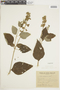 Salvia stachydifolia Benth., ARGENTINA, F