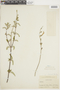 Salvia striata Benth., PERU, F