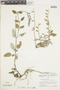 Salvia striata Benth., PERU, F