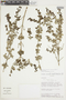 Salvia styphelus Epling, PERU, F