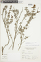 Salvia styphelus Epling, Peru, A. Sagástegui A. 12023, F
