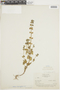Salvia tafallae Benth., PERU, F