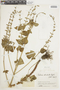 Salvia tiliifolia Vahl, COLOMBIA, F