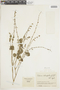Salvia tiliifolia Vahl, COLOMBIA, F