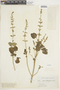 Salvia tiliifolia Vahl, ECUADOR, F