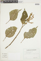 Salvia tortuosa Kunth, ECUADOR, F