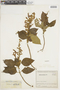 Salvia tortuosa Kunth, COLOMBIA, F