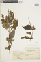 Salvia tortuosa Kunth, COLOMBIA, F