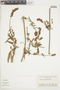 Salvia uliginosa Benth., ARGENTINA, F