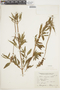 Salvia uliginosa Benth., ARGENTINA, F