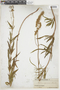 Salvia uliginosa Benth., URUGUAY, F