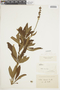 Salvia uliginosa Benth., BRAZIL, F