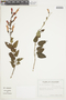Salvia trachyphylla Epling, ECUADOR, F