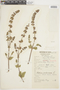 Salvia verbenacea L., PERU, F