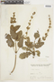 Salvia verbenacea L., ARGENTINA, F