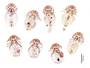 28728 Geomydoecus oregonus idahoensis PT v IN
