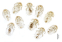 28683 Geomys busarius PT v IN