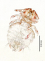 28690 Geomydoecus polydentatus PT v IN