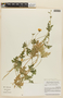 Caiophora grandiflora (G. Don) Weigend, PERU, F
