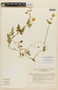 Caiophora grandiflora (G. Don) Weigend, PERU, F